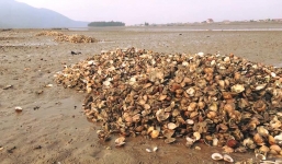 Ngao chết trắng xóa ở Hà Tĩnh